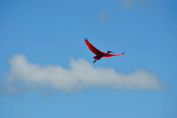 istock scarlet ibis or maned 1465422466