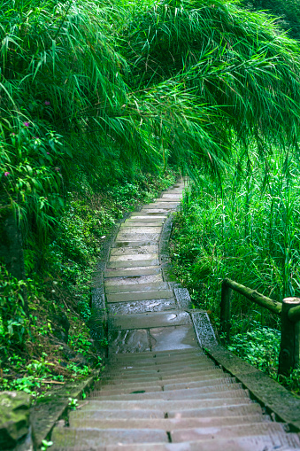 A quiet path in the forest