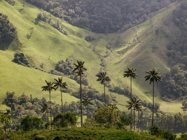 istock Cocora valley, wax palms trees, Salento, Colombia. 1465426964