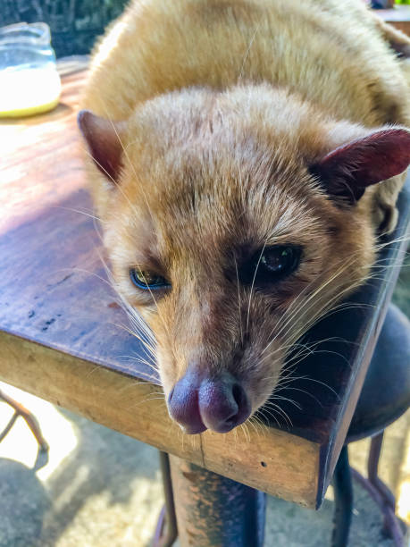 close-up de um luwak adormecido, gato civeta - tanah lot close up bali indonesia - fotografias e filmes do acervo