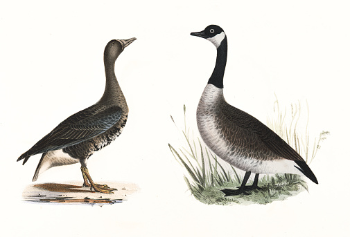Goose and wild goose lithograph 1843