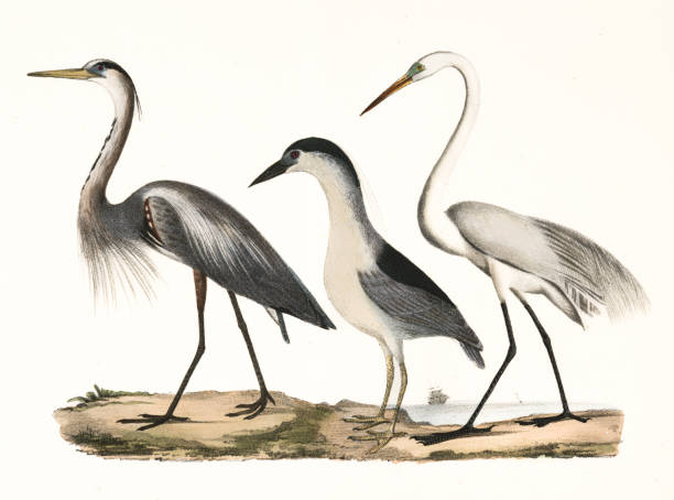 Herons birds lithograph 1843 Herons birds lithograph 1843 black crowned night heron nycticorax nycticorax stock illustrations