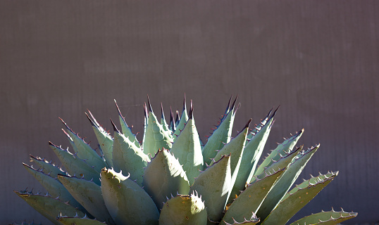 A spiky blue agave (American aloe) plant against a brown background. Copy space available above the plant. Concepts: teamwork, unity, working together, togetherness, sharp, sharp team.