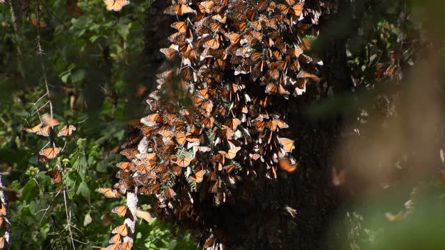 cinematic footage of monarch butterfly (Danaus plexippus) during a sunny day