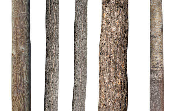 istock set of natural tree trunks isolated on white background 1465431476
