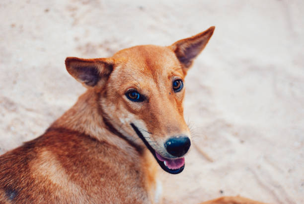 istock cute homeless dog in Thailand 1465431497