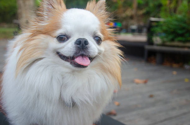 istock Cute chihuahua smiling face in the park 1465433380