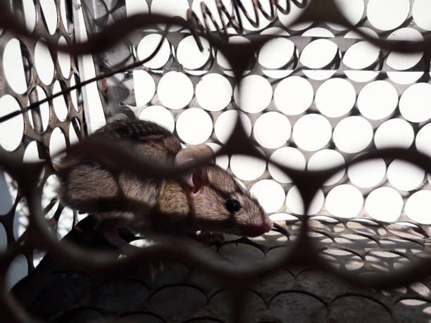 istock Rat in cage mousetrap on white background, 1465435634