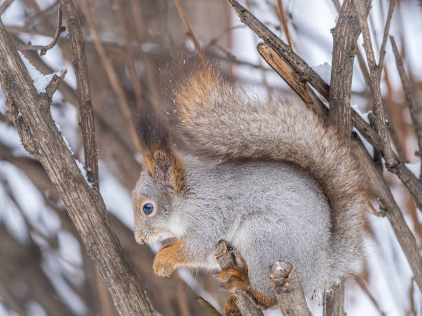 istock The squirrel with nut sits on tree in the winter or late autumn. 1465435898