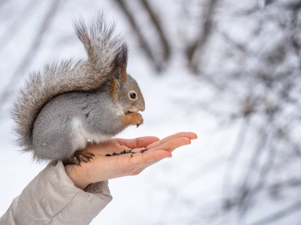 소녀는 겨울에 견과류로 다람쥐에게 먹이를 주습니다. 겨울이나 가을에 동물을 돌보는. - russian ethnicity cold relaxation nature 뉴스 사진 이미지