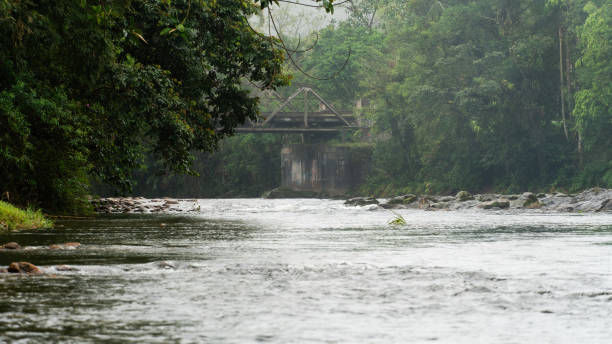 istock River in the middle of the Atlantic Forest 1465436022
