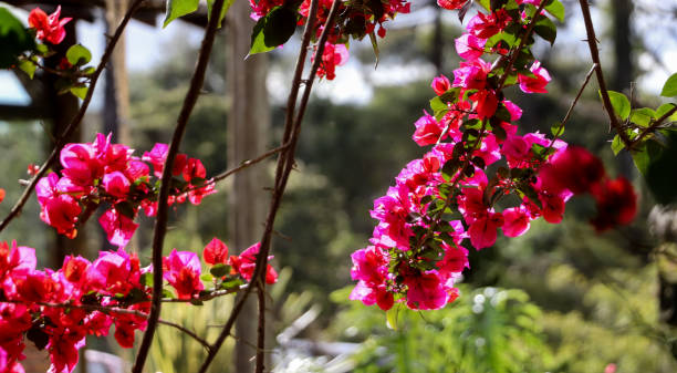 istock Pink flowers in sunlight 1465439669