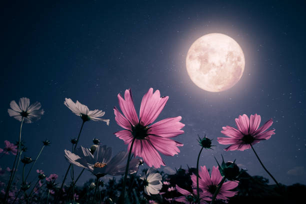 Romantic night scene Romantic night scene - Beautiful pink flower blossom in garden with night skies and full moon. cosmos flower in night full moon stock pictures, royalty-free photos & images