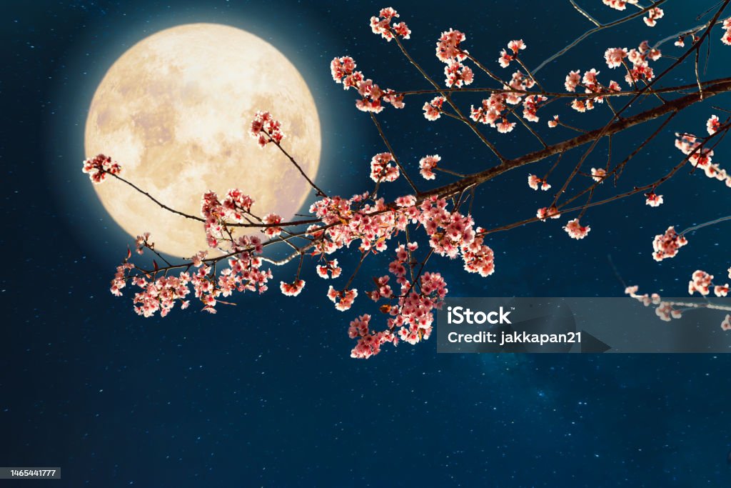 full moon with flower Romantic night scene - Beautiful pink flower blossom in night skies with full moon. sakura flower in night Full Moon Stock Photo