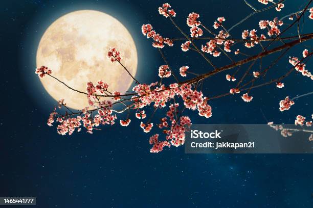 Full Moon With Flower Stock Photo - Download Image Now - Full Moon, Cherry Blossom, Moon