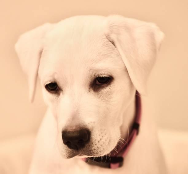 A high angle view of a cute 7 week old Yellow Labrador Retriever puppy sitting in the grass looking up at the camera.