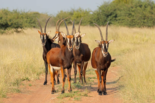 A group of sable antelopes (Hippotragus niger) in natural habitat, South Africa stock photo