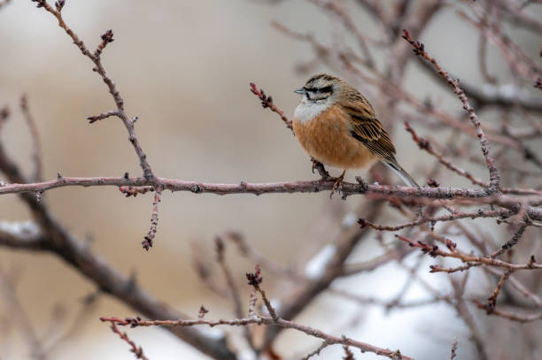istock beautiful small colorful bird on the branch in snow fall 1465444041