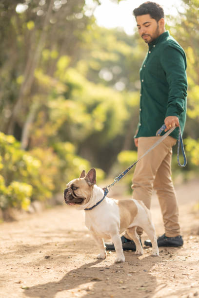 retrato vertical de un hombre paseando a un perro - perro peruano fotografías e imágenes de stock