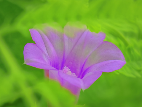 A beautiful purple flower between green leaves in the morning.
