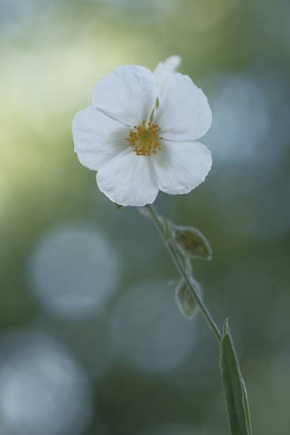 Delicada flor de verano sobre fondo bokeh. - foto de stock