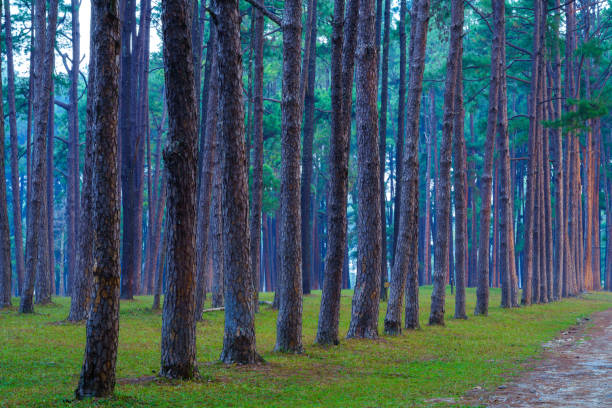 Pine forest  at Suan Son Bor Kaew, Hot district, Chiang Mai province, Thailand.