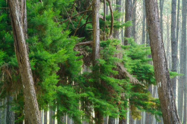 Pine forest  at Suan Son Bor Kaew, Hot district, Chiang Mai province, Thailand.