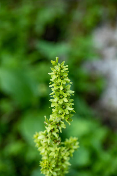 Veratrum album flower growing in mountains, close up flowers captured in Bohinj valley Slovenia european white hellebore stock pictures, royalty-free photos & images