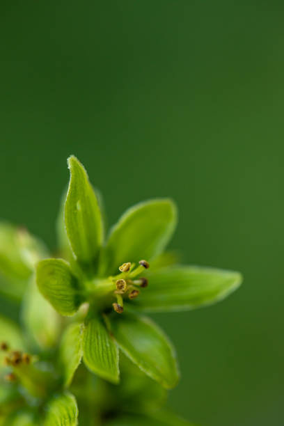 Veratrum album flower growing in mountains, close up flowers captured in Bohinj valley Slovenia european white hellebore stock pictures, royalty-free photos & images