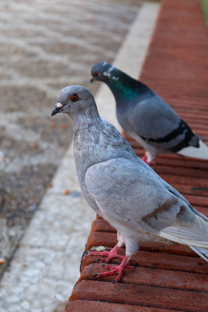 istock Two Pigeons on the Floor Resting in a Line 1465449171