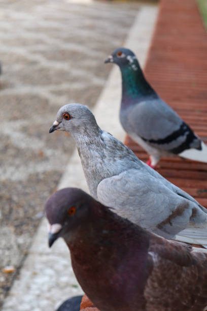 istock 3 Pigeons Resting on the Floor in a Line 1465449173