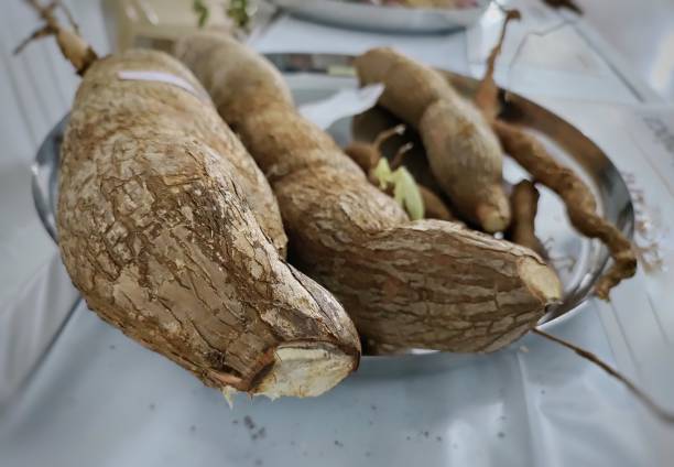 istock Organic raw Cassava Root Starch - Manihot esculenta. 1465450520
