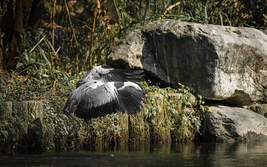 Egrets in the sun