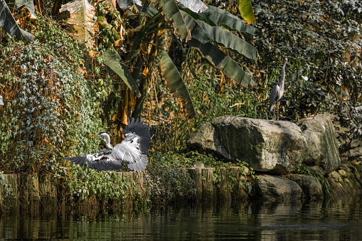 Egrets in the sun