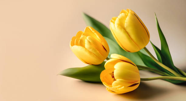 パステルカラーの背景に黄色いチューリップの花束。	スペースをコピーする - yellow tulip ストックフォトと画像