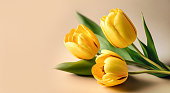 Bouquet of yellow tulips on pastel color background.	Copy space