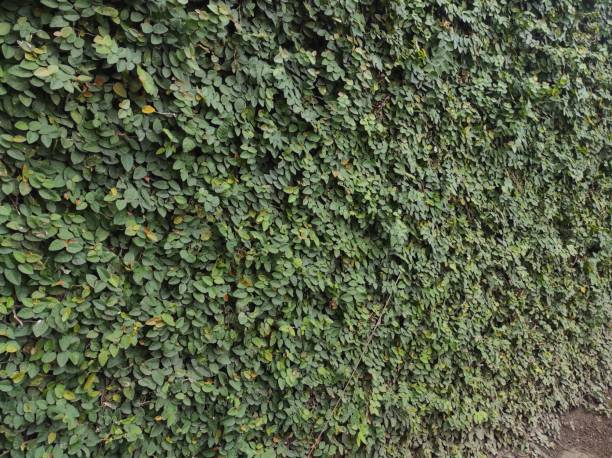 istock Full Frame Shot Of Leaves 1465456562