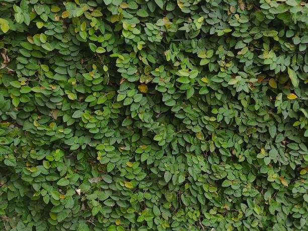 istock Full Frame Shot Of Leaves 1465456563