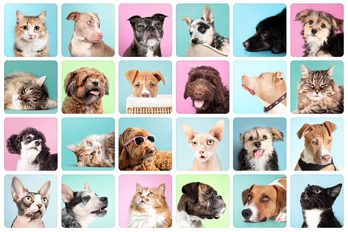 Cute set of pet head shots. Labradoodle, Boxer, Poodle, Morkie, Shichon, Pitbull and Cattle Dog, Harrier. Sphynx, calico, yabby and tuxedo cat.