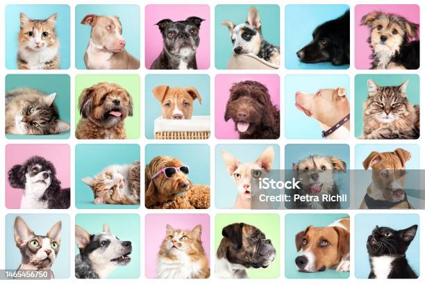 Cat And Dog Portrait Collection With Color Backgrounds Stock Photo - Download Image Now