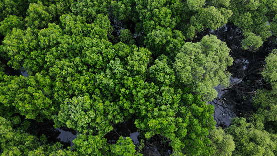 Aerial photo of mangrove forest in Lhokseumawe City, Aceh