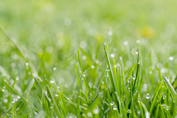 Shiny green lawn. Morning dew. Beautiful nature. Fresh grassland cover with miracle clear drops of water blur macro shooting.