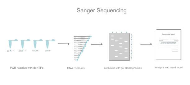 illustrazioni stock, clip art, cartoni animati e icone di tendenza di il flusso di lavoro di sequenziamento sanger del sequenziamento del dna che include la reazione pcr con ddntps, separando il prodotto del frammento di dna con elettroforesi su gel e quindi la sequenza analizzata. - dna sequencing gel