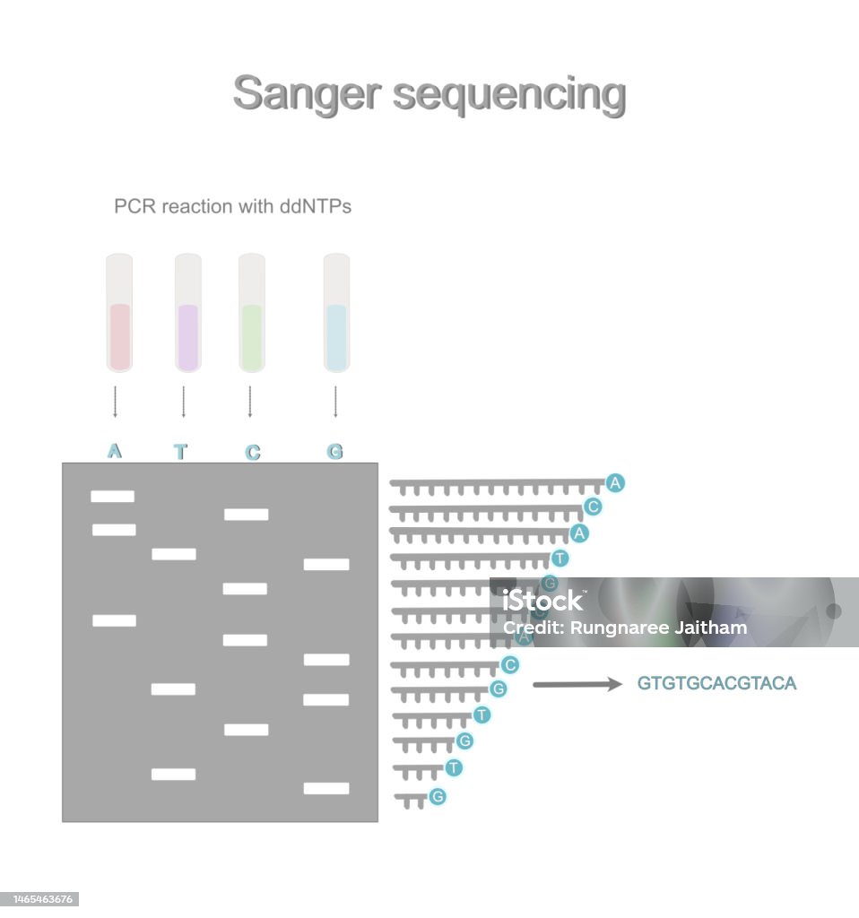 The Overall Process Of Sanger Sequencing Technique That Including The Overall Process Of Sanger Sequencing Technique That Including