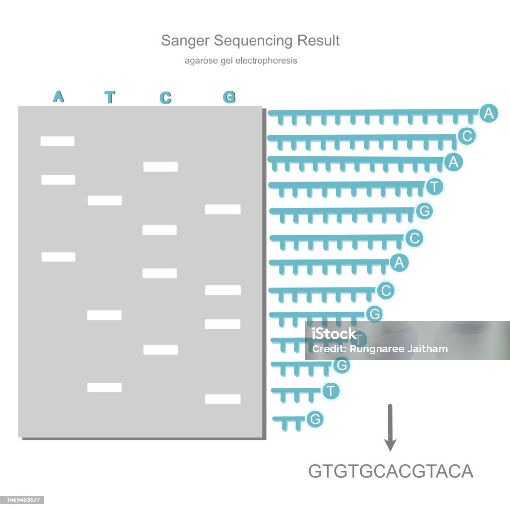 Dna Sanger Dna Dna dna-sanger-dna-dna