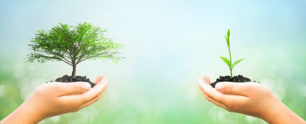 istock World environment day concept: Two human hands holding big and small trees on nature background 1465464300
