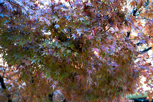 Japanese maple tree close up full frame