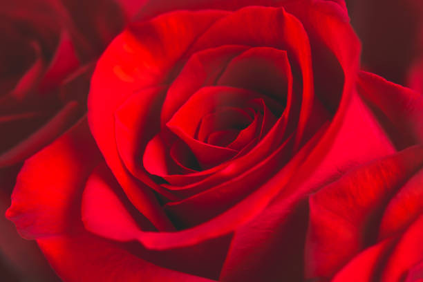 Red rose close-up, beautiful floral background, full frame