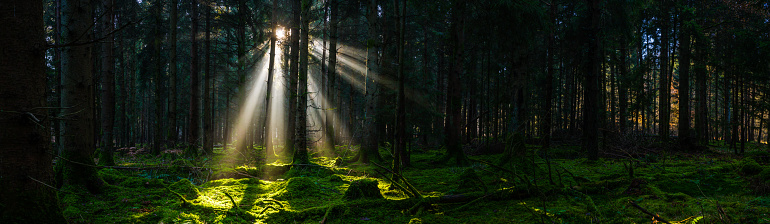 Golden sunbeams filtering through the forest to illuminate an idyllic wild wood clearing at daybreak.