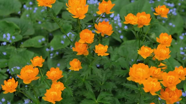 blooming orange Trollius flowers among the leaves with small blue flowers, closeup. soft focus.